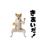 めっちゃ柴犬☆家族連絡（個別スタンプ：23）