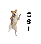 めっちゃ柴犬☆家族連絡（個別スタンプ：24）