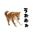 めっちゃ柴犬☆家族連絡（個別スタンプ：25）