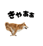 めっちゃ柴犬☆家族連絡（個別スタンプ：26）