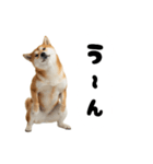 めっちゃ柴犬☆家族連絡（個別スタンプ：27）