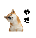 めっちゃ柴犬☆家族連絡（個別スタンプ：28）