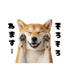 めっちゃ柴犬☆家族連絡（個別スタンプ：29）