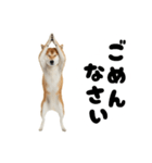 めっちゃ柴犬☆家族連絡（個別スタンプ：30）