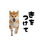 めっちゃ柴犬☆家族連絡（個別スタンプ：31）