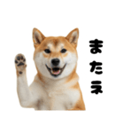 めっちゃ柴犬☆家族連絡（個別スタンプ：32）