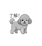 カップル・夫婦で使いやすいトイプードル②（個別スタンプ：10）