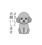 カップル・夫婦で使いやすいトイプードル②（個別スタンプ：12）