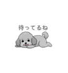カップル・夫婦で使いやすいトイプードル②（個別スタンプ：13）
