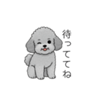 カップル・夫婦で使いやすいトイプードル②（個別スタンプ：14）