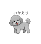 カップル・夫婦で使いやすいトイプードル②（個別スタンプ：15）