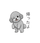 カップル・夫婦で使いやすいトイプードル②（個別スタンプ：16）