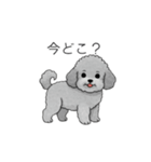 カップル・夫婦で使いやすいトイプードル②（個別スタンプ：17）
