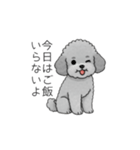 カップル・夫婦で使いやすいトイプードル②（個別スタンプ：21）