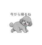 カップル・夫婦で使いやすいトイプードル②（個別スタンプ：23）