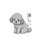 カップル・夫婦で使いやすいトイプードル①（個別スタンプ：6）