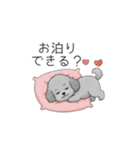 カップル・夫婦で使いやすいトイプードル①（個別スタンプ：14）