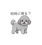 カップル・夫婦で使いやすいトイプードル①（個別スタンプ：21）