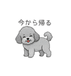 カップル・夫婦で使いやすいトイプードル①（個別スタンプ：22）