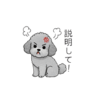 カップル・夫婦で使いやすいトイプードル①（個別スタンプ：37）