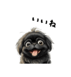 毎日使える大人可愛い黒ペキニーズ（個別スタンプ：1）