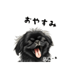 毎日使える大人可愛い黒ペキニーズ（個別スタンプ：2）