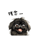 毎日使える大人可愛い黒ペキニーズ（個別スタンプ：3）