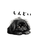 毎日使える大人可愛い黒ペキニーズ（個別スタンプ：4）