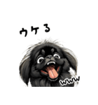 毎日使える大人可愛い黒ペキニーズ（個別スタンプ：10）