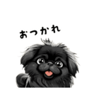 毎日使える大人可愛い黒ペキニーズ（個別スタンプ：12）
