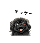 毎日使える大人可愛い黒ペキニーズ（個別スタンプ：13）