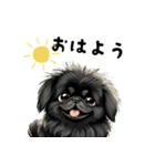 毎日使える大人可愛い黒ペキニーズ（個別スタンプ：14）