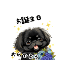 毎日使える大人可愛い黒ペキニーズ（個別スタンプ：15）