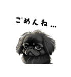 毎日使える大人可愛い黒ペキニーズ（個別スタンプ：16）