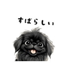 毎日使える大人可愛い黒ペキニーズ（個別スタンプ：17）