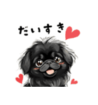 毎日使える大人可愛い黒ペキニーズ（個別スタンプ：20）