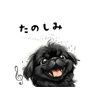 毎日使える大人可愛い黒ペキニーズ（個別スタンプ：21）