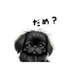 毎日使える大人可愛い黒ペキニーズ（個別スタンプ：22）