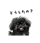 毎日使える大人可愛い黒ペキニーズ（個別スタンプ：25）