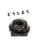 毎日使える大人可愛い黒ペキニーズ（個別スタンプ：26）