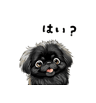 毎日使える大人可愛い黒ペキニーズ（個別スタンプ：28）