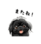 毎日使える大人可愛い黒ペキニーズ（個別スタンプ：31）
