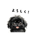 毎日使える大人可愛い黒ペキニーズ（個別スタンプ：34）