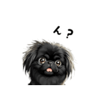毎日使える大人可愛い黒ペキニーズ（個別スタンプ：36）