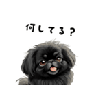 毎日使える大人可愛い黒ペキニーズ（個別スタンプ：37）