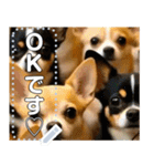 無限チワワ（個別スタンプ：1）