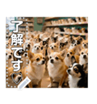 無限チワワ（個別スタンプ：2）