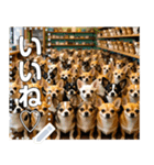 無限チワワ（個別スタンプ：3）