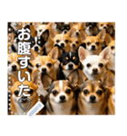 無限チワワ（個別スタンプ：4）
