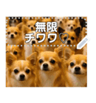 無限チワワ（個別スタンプ：8）